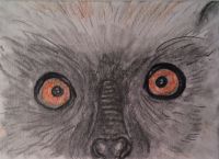 Lemur Eyes